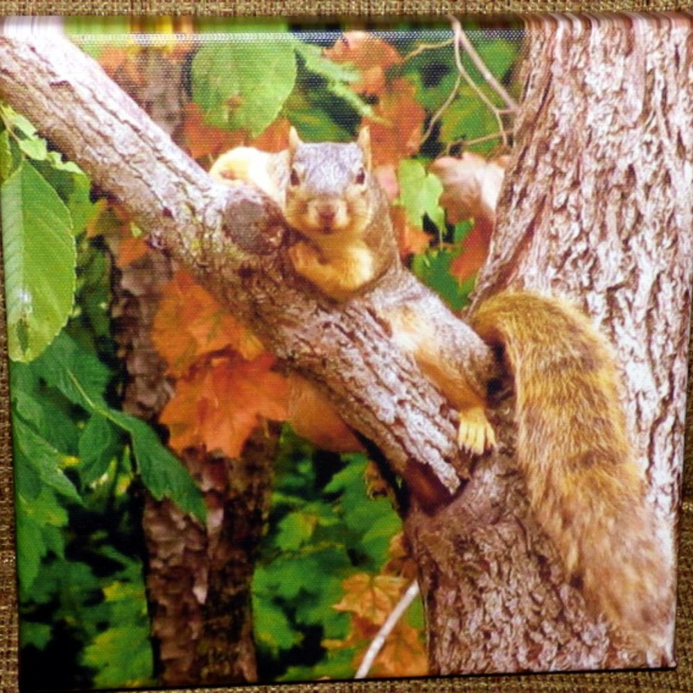 Photo printed on canvas 8 x 8